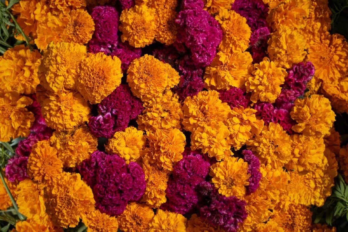 day of the dead in oaxaca what to plan around
